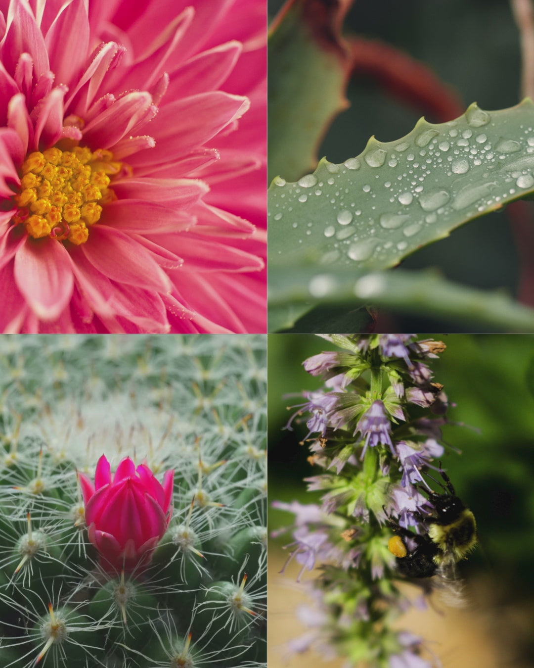 Cactus Blossom™ - Signature Concrete Candle Wax Refill