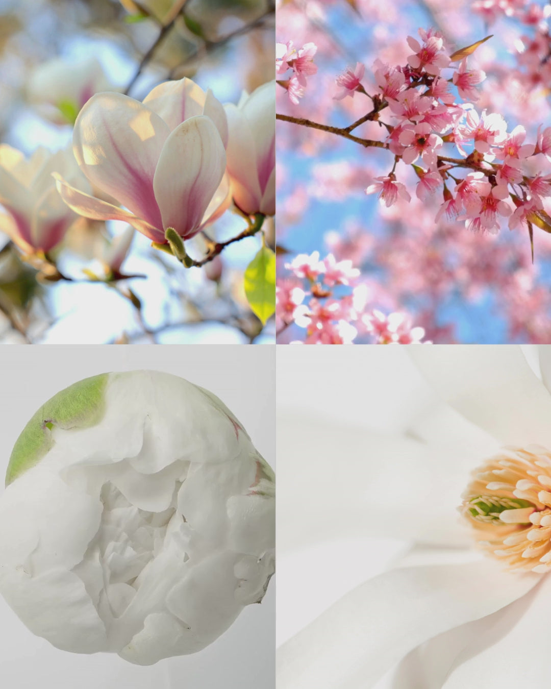 Magnolia Peony – Signature Concrete Jar Candle