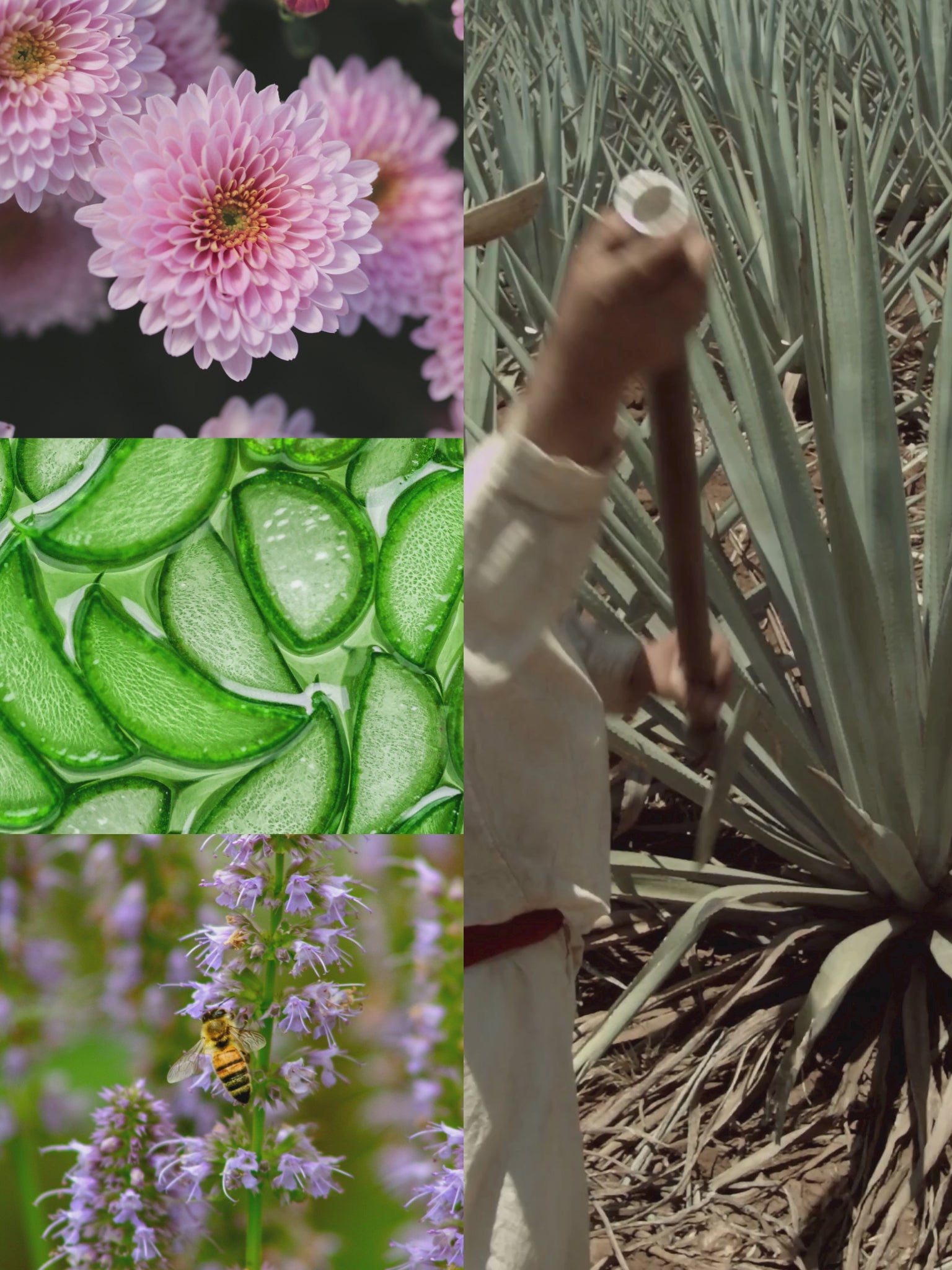 Cactus Blossom™ Room + Linen Spray