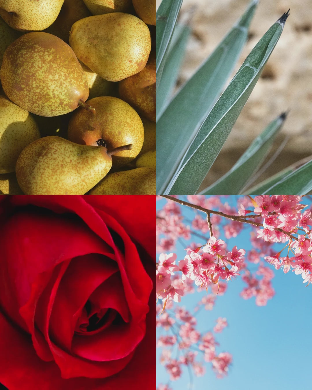 Moonflower™ — More Than a Candle Bundle | Candle + Refill